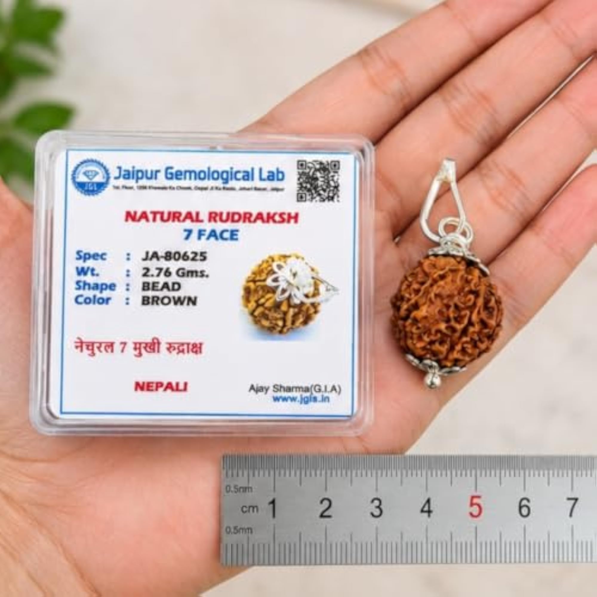 Natural 7 Mukhi Rudraksha Bead Pendant with Silver Cap