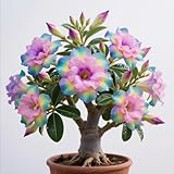 Le rose del deserto sono la scelta regalo perfetta. È progettato sia per i principianti che per i giardinieri professionisti, uomini e donne, bambini e adulti. Questo è un regalo ideale per Natale, compleanni e feste di inaugurazione della casa.