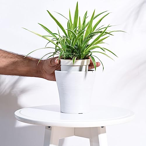 Image of UGAOO Rezer Tivoli Plastic Flower Pot (Diameter 4.7 Inches, White) | Durable Planter for Home, Balcony, Garden & Patio | Indoor & Outdoor Use | Stylish Gamla for Living Room & Decor