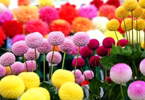 100PCS Mixed Color Snowball Mums Pompon Chrysanthemum Seeds Pompon Mum
