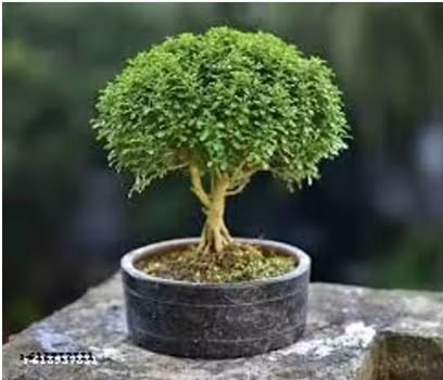 Table Kamini Bonsai Plant, Indoor Decorative Live Plant in Pot, Natural Green Foliage-image-28
