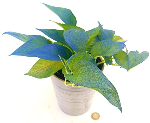 POWERS TO FLOWERS - POTHOS NEON COLOR LIFE BLU IN VASO CERAMICA ARGENTO, v12cm, pianta vera