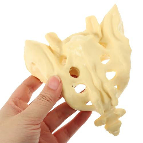 Modèle anatomique du sacrum humain en PVC lavable de taille réelle