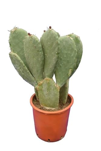 Fico d'india albero 70cm con radici - Opuntia ficus indica