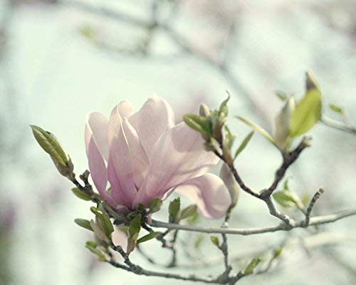 magnolia nursery decor