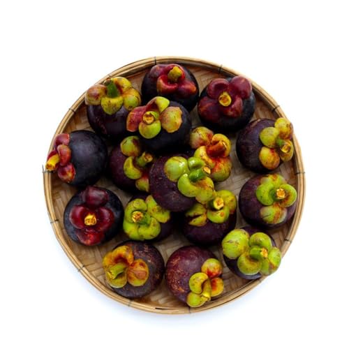 50 piezas semillas mangostán - comprar resistentes al jardín, semillas organicas jardín interior de