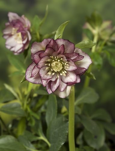 Pianta di elleboro a fiore doppio | Helleborus Double Ellen Picotee | Pianta in vaso | Rosa di Natale | MY PLANTIS