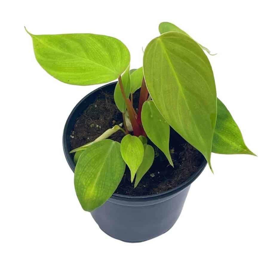 Plant Store™ Philodendron Nangaritense Rare Live Plant with Pot - Exotic Indoor Houseplant | Easy Care