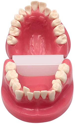 Modèle Orthodontique De Dents Adultes, Modèle Standard De Dents, Modèle Standard D'Étude Et D'Enseignement des Soins Dentaires pour l'enseignement en Laboratoir,Red