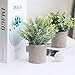 THE BLOOM TIMES Set of 3 Small Potted Artificial Plants Plastic Fake Greenery Faux Plants in Pots for Rustic Home Office Desk Farmhouse Bathroom Kitchen Indoor Decor