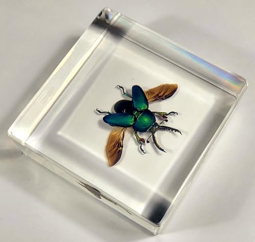 Image of 2.9 inch Real Lamprima Adolphinae Jewel Stag Beetle w /Open Wings in Crystal Clear Lucite Resin Specimen Preserved Insect Bugs Taxidermy Collection Biology Science Education Desk Ornament Display Supplies