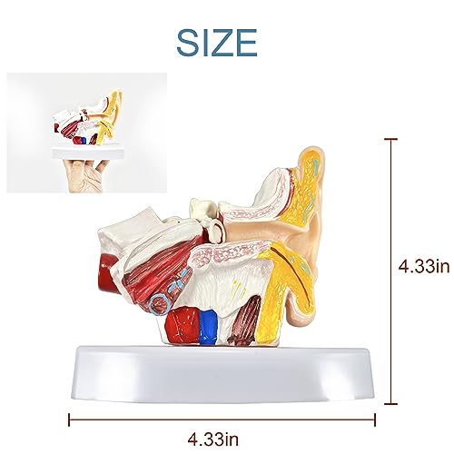Image of 1.5 Times Human Ear Anatomy Model with Base | Professional PVC Outer Middle Inner Ear Structure Simulation Model for Teaching Demonstration