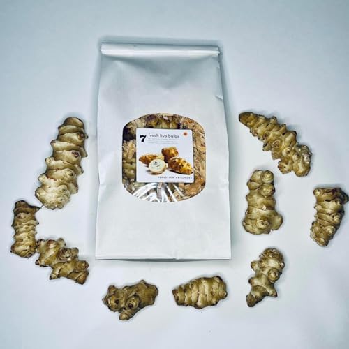 Jerusalem Artichoke Live Tubers 7 Fresh Sunchoke Bulbs for Planting by Greenhouse PCA