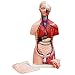 Produktbild Anatomie Körper Anatomisches Modell Unisex mit Organe 45 cm Torso Mann und Frau Puppe Menschlicher Körpermodell menschlicher Koerper Modell 23 Teile MedMod