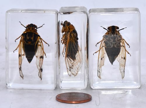 Image of 44mm Real Cicada Cicadatra Querula in Crystal Clear Lucite Resin Specimen Preserved Insect Taxidermy Collection for Biology Science Education & Desk Ornament Display Supplies Small Paperweight Crafts
