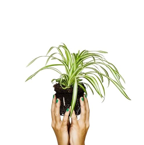 DECOALIVE Chlorophytum Comosum Planta Natural de Interior Planta Araña Cinta