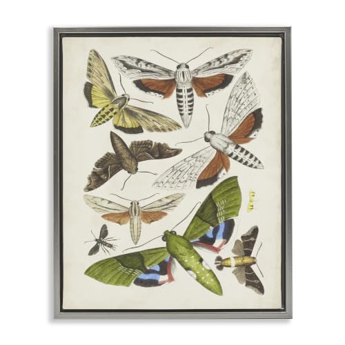 Mixed Insects Moth Latin Studies, 16 x 20 Inch Canvas in Floater Frame