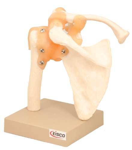 Image of Eisco Labs Model, Human, Shoulder Joint