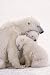 Polar Bear Family