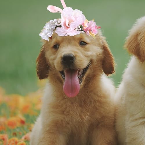 KOCKSHION �y�b�g�p�Ԃ̃��[�X��� ���p�t�����[�w�b�h�o���h �L�̉Ԏ�� �ʐ^�B�e��p�[�e�B�[���� �y�ʉ��K�ȑ����� ���C�g�s���N �T�C�YS