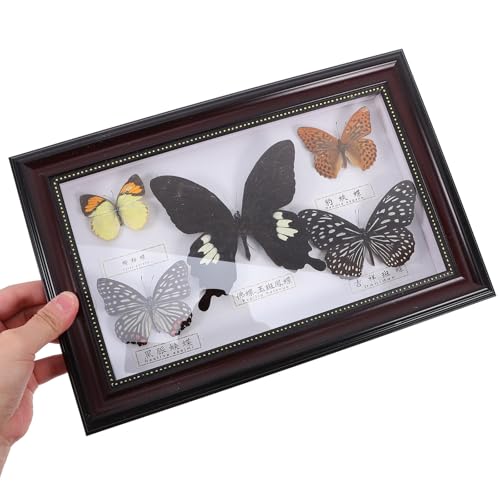 Cadre spécimen d'insecte véritable bois décoration murale salon