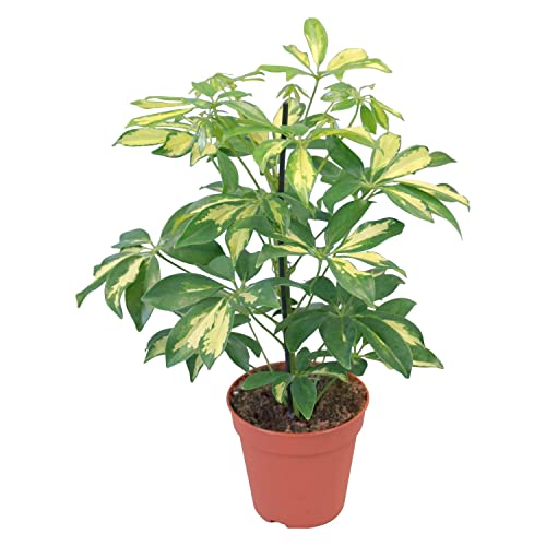 Planta Paraguas Árbol de Interior y Exterior Natural Schefflera Variegata