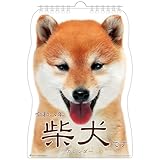 アクティブコーポレーション 2026 カレンダー 壁掛け 柴犬です 26ACL-65 2026年 1月始まり