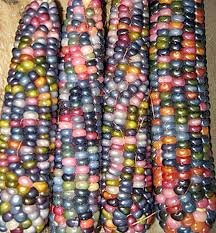 Rainbow Colorful Corn Seeds (Pack of AVG 50-100 Seeds x 1 Per Packet)-image-39