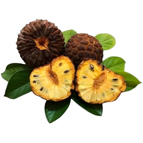 Sementes de Marolo Araticum Prontas para Plantio, com Quebra de Dormência por Ácido Giberélico (10)