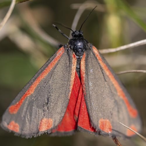 Artenvielfalt - Citizen Science Projekt "Lepmon" erforscht Nachtfalter