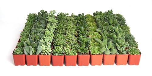 Shop Succulents Verde Succulent Plant Pack Bulk Collection - Live