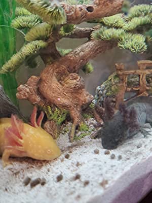 Axolotl Food 1/16" Crumbles, Soft Moist Sinking Crumbles (Not Pellets) For Axolotls, Snails, Newts, Shrimp & All Fish. Rangen 1/16".1/4-Lb #TOP6