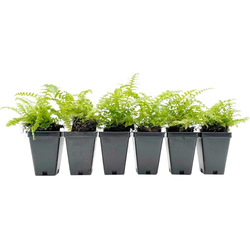 6 Western Sword Fern – Evergreen Perennial with Arching Clumping