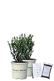 Wintergreen Boxwood - Includes Planting Kit (1 Gallon (2-Pack))
