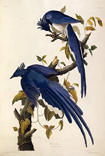 Affiche oiseau Jay Garrulus Audubon idée cadeau déco originale poster 60x90cm