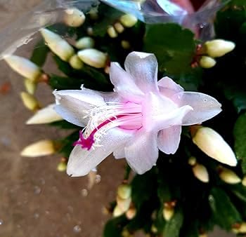 POWERS TO FLOWERS - SCHLUMBERGERA TRIS, Natalina, Pasqualina, Rhipsalis