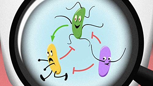 Las redes sociales ocultas de los microbios