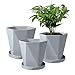 Pot with a Plant