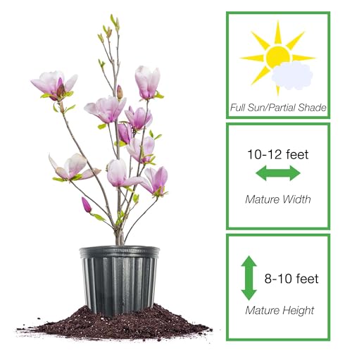 Jane Magnolia in 3 Gal. Grower's Pot | Beautiful Purple Early Spring Blooms | Easy Care | Dwarf Growth Habit