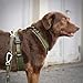 Anny-X Brustgeschirr Open Fun | Hundegeschirr für Sensible Hunde | Farbe Oliv-Oliv | Gr. L (Brustumfang 70-86cm)