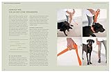 Die José-Arce-Methode: Liebe Deinen Hund. Wie Sie beim Gassigehen die Beziehung stärken (GU Mensch-Hund-Beziehung)