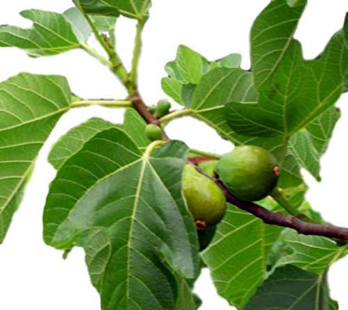 Desert King Fig ( ficus carica ) - Live Plant - Quart Pot Desert King Fig ( ficus carica ) - Live Plant - Quart Pot
