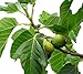 Desert King Fig ( ficus carica ) - Live Plant - Quart Pot