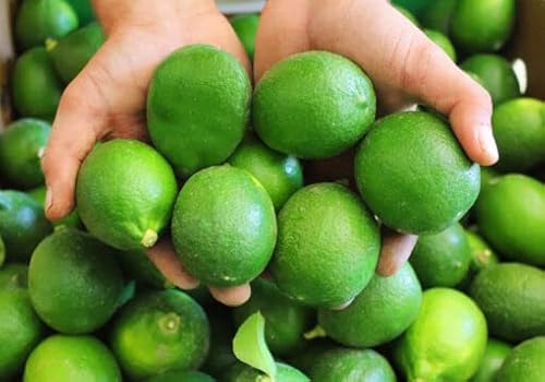 Dehydrated Lime Slices,Dried Lime Slices by cokcerez 3.5 oz(100 gr) - Thumbnail 7