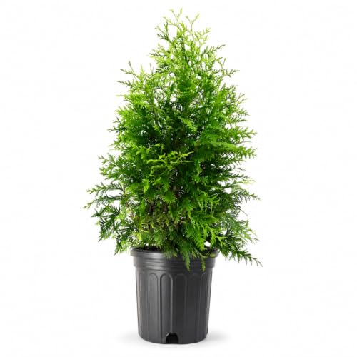 Thuja Green Giant | 2 Extra Large Trade 3 Gallon Trees | Thuja standishii x plicata | Fast Growing Privacy Screen | Evergreen Landscape Plants for Borders
