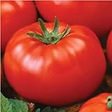 Ace 55 Heirloom Tomato Seeds for Planting Outdoors - 100 Fresh Seeds - Large Beefsteak Tomatoes - Determinate...
