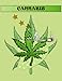 Produktbild CANNABIS: adults funny weed coloring book weed lover Themed Adult Coloring Book for Complete Relaxation and Stress Relief Weed Coloring Books for Adults