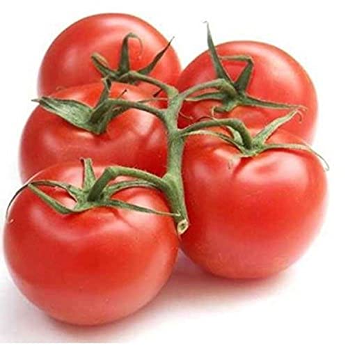 Tomate Bio en grappe Categorie 2 - La barquette de 500g, entre 3 et 5 tomates
