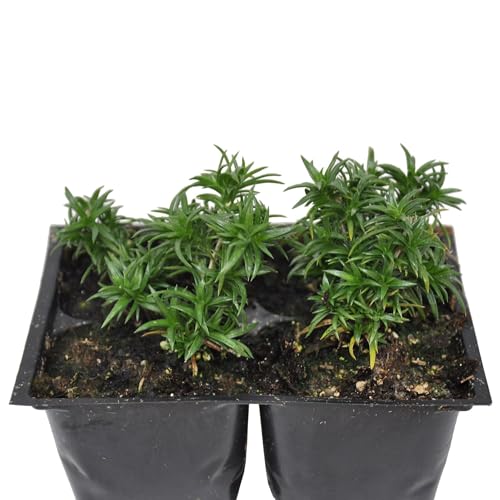 Phlox subulata 'Eye Shadow', Creeping Phlox, Moss Phlox, Ground Cover, Offers a mat of Unusual Rosy Purple Flowers, Cnt Sz: 4pk