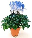 POWERS TO FLOWERS
